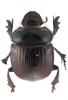 Heliocopris antenor